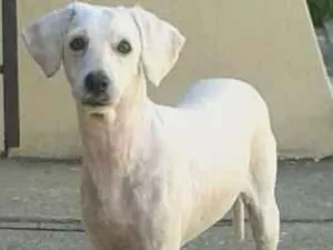 Cachorro raça poodle idade 5 anos nome Pandora