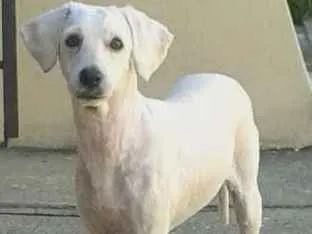 Cachorro ra a poodle idade 5 anos nome Pandora