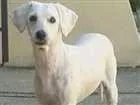 Cachorro raça poodle idade 5 anos nome Pandora