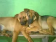 Scooby e Bolt
