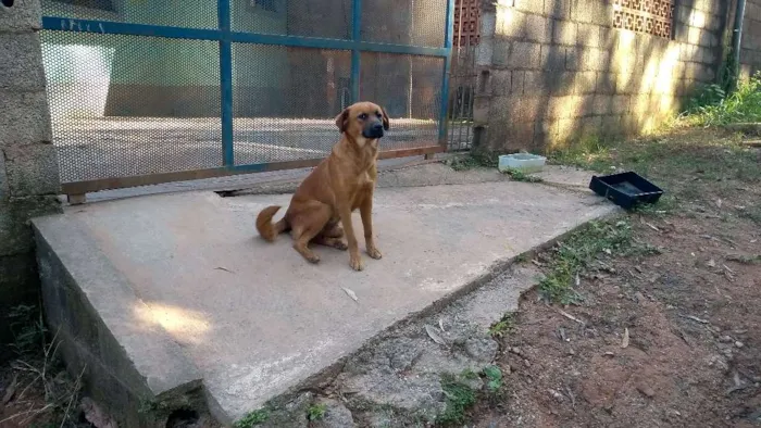 Cachorro ra a Sem raça definida idade 2 anos nome Mel