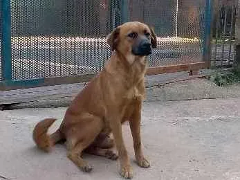 Cachorro ra a Sem raça definida idade 2 anos nome Mel