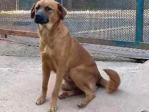 Cachorro ra a Sem raça definida idade 2 anos nome Mel