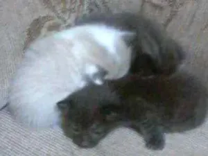 Gato raça SRD idade Abaixo de 2 meses nome sem nome