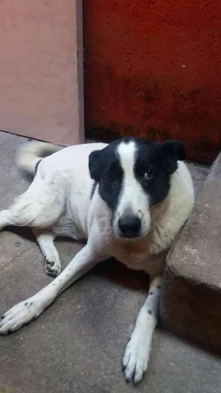 Cachorro ra a SRD idade 6 ou mais anos nome Bolinha