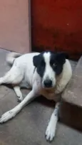 Bolinha