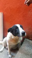 Bolinha