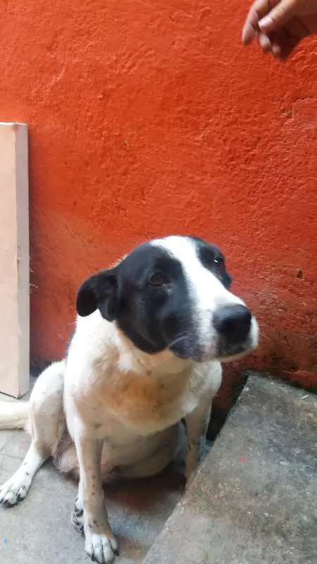 Cachorro ra a SRD idade 6 ou mais anos nome Bolinha