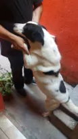 Bolinha