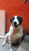 Bolinha