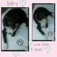 Boby