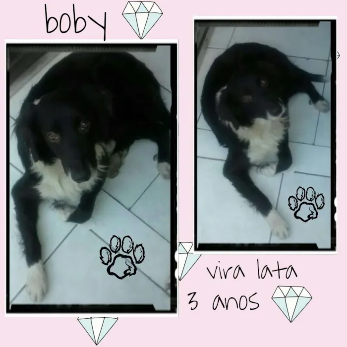 Cachorro raça Vira lata idade 3 anos nome Boby