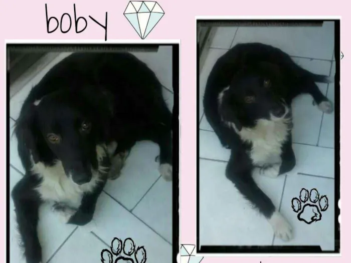 Cachorro raça Vira lata idade 3 anos nome Boby
