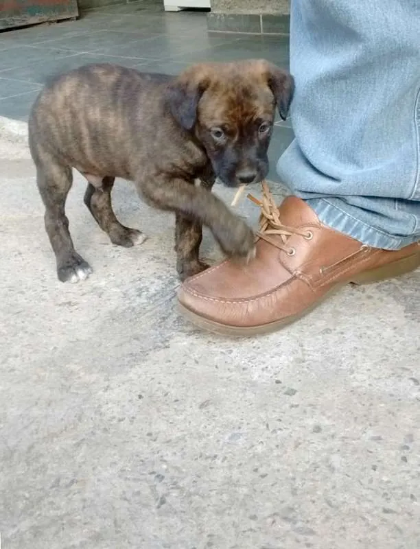 Cachorro ra a Vira Lata idade Abaixo de 2 meses nome Denguinhos  Filhotes