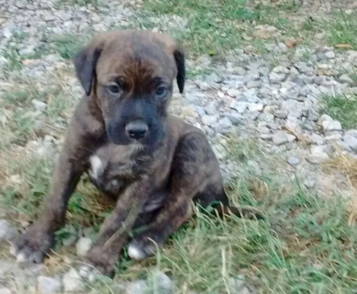 Cachorro ra a Vira Lata idade Abaixo de 2 meses nome Denguinhos  Filhotes