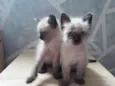 Gatinhos