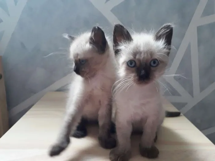 Gato ra a Srd idade Abaixo de 2 meses nome Gatinhos