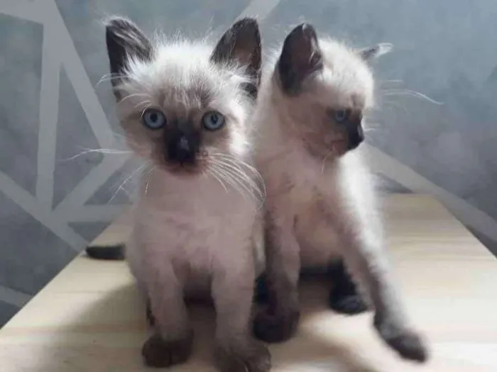Gato ra a Srd idade Abaixo de 2 meses nome Gatinhos