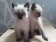 Gatinhos