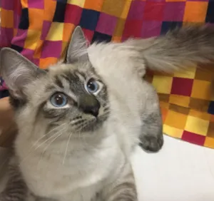 Gato raça Sialata idade 2 a 6 meses nome JOCA