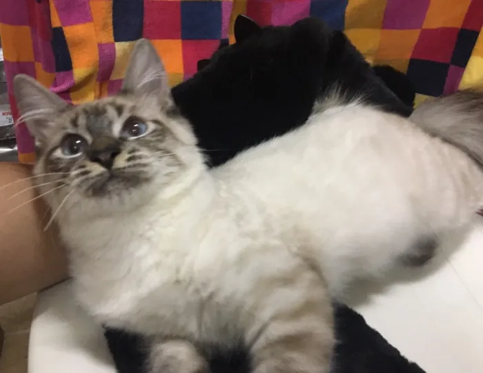Gato ra a Sialata idade 2 a 6 meses nome JOCA