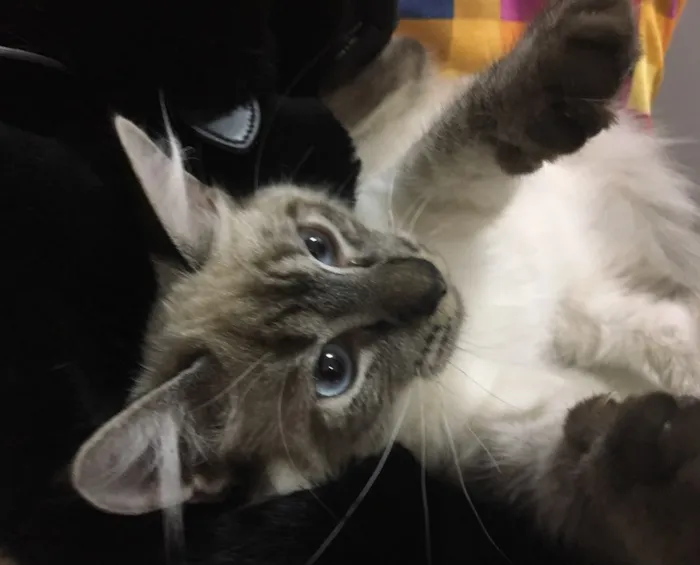 Gato ra a Sialata idade 2 a 6 meses nome JOCA
