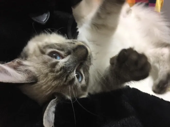Gato ra a Sialata idade 2 a 6 meses nome JOCA