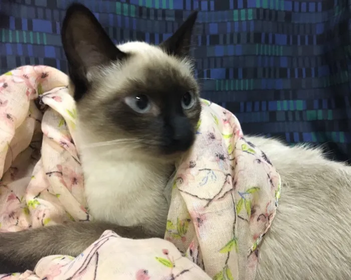 Gato ra a Sialata idade 7 a 11 meses nome DOCE