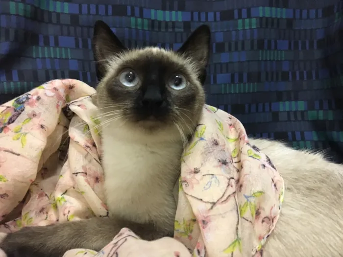 Gato ra a Sialata idade 7 a 11 meses nome DOCE