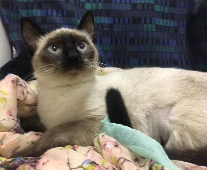 Gato ra a Sialata idade 7 a 11 meses nome DOCE