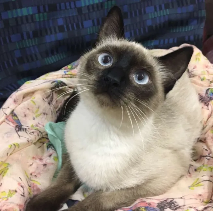 Gato ra a Sialata idade 7 a 11 meses nome DOCE