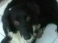 Boby