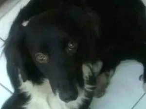 Cachorro raça Vira lata idade 3 anos nome Boby