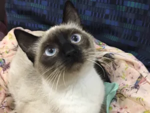 Gato raça Sialata idade 7 a 11 meses nome DOCE