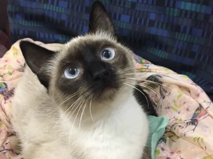 Gato ra a Sialata idade 7 a 11 meses nome DOCE