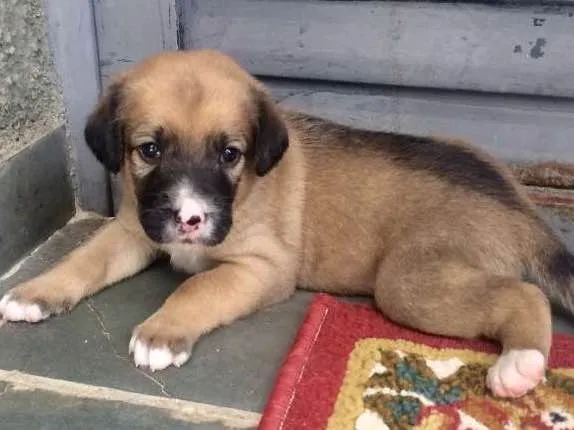 Cachorro ra a Vira Lata idade Abaixo de 2 meses nome Denguinhos  Filhotes