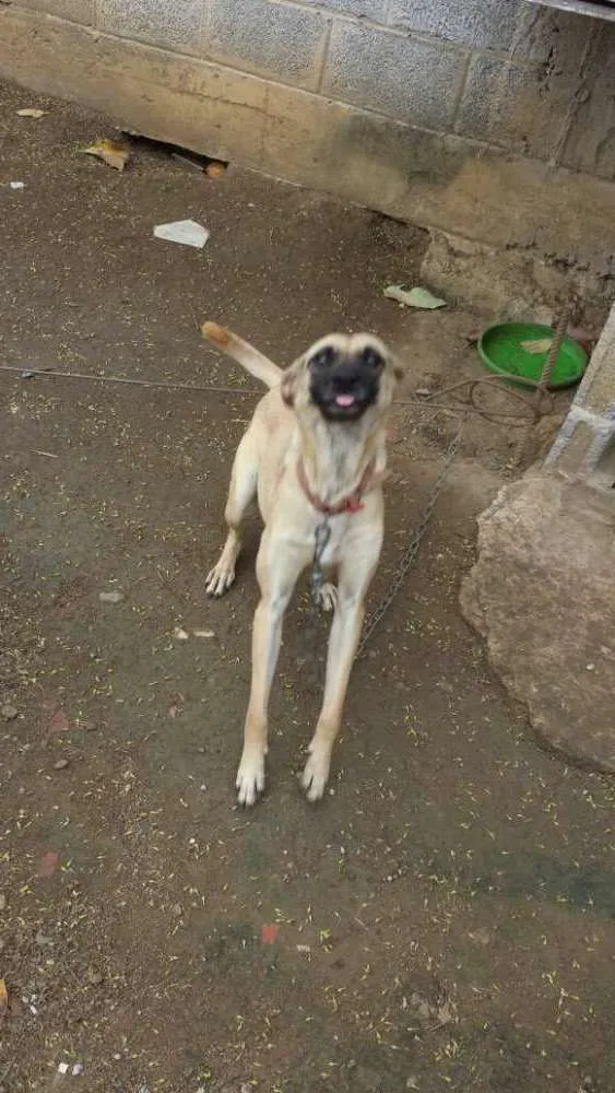 Cachorro ra a nao definida idade 2 anos nome mel