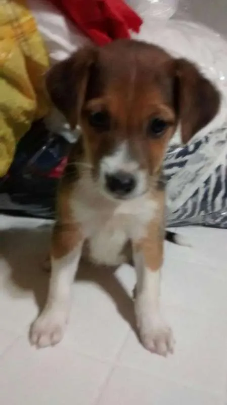 Cachorro raça SRD idade 2 a 6 meses nome Ariel