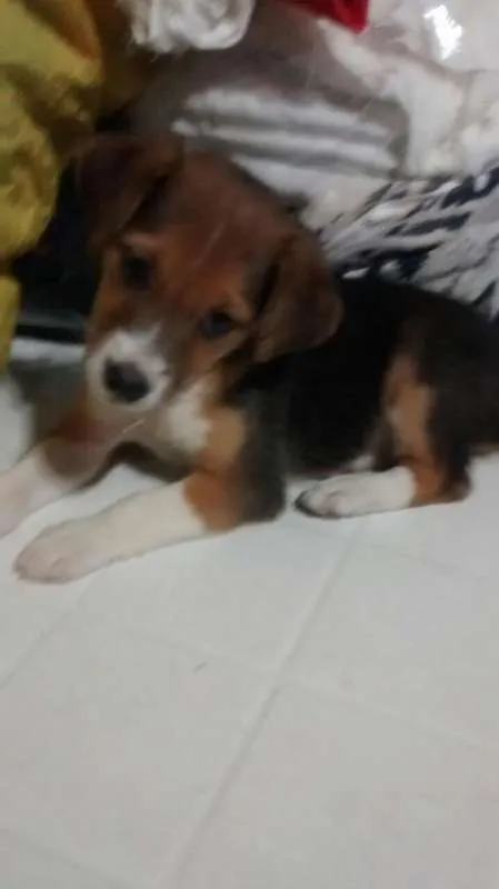 Cachorro raça SRD idade 2 a 6 meses nome Ariel