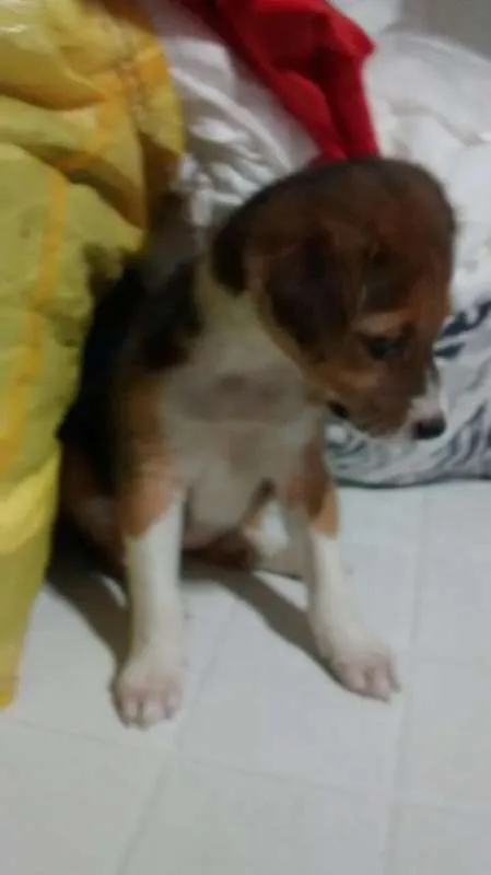 Cachorro raça SRD idade 2 a 6 meses nome Ariel