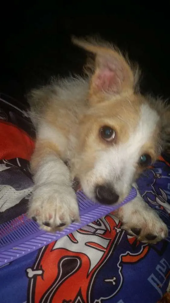 Cachorro ra a Srd idade 2 a 6 meses nome Megan