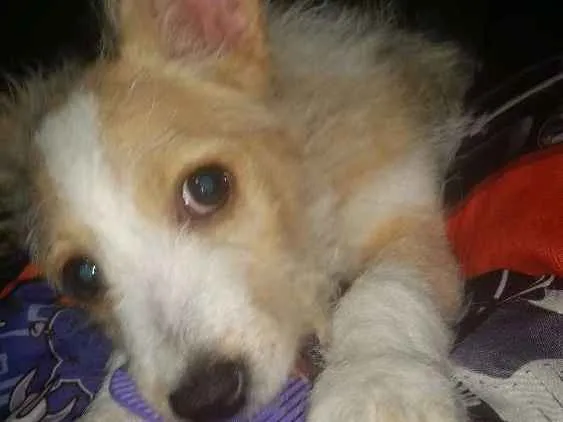 Cachorro ra a Srd idade 2 a 6 meses nome Megan