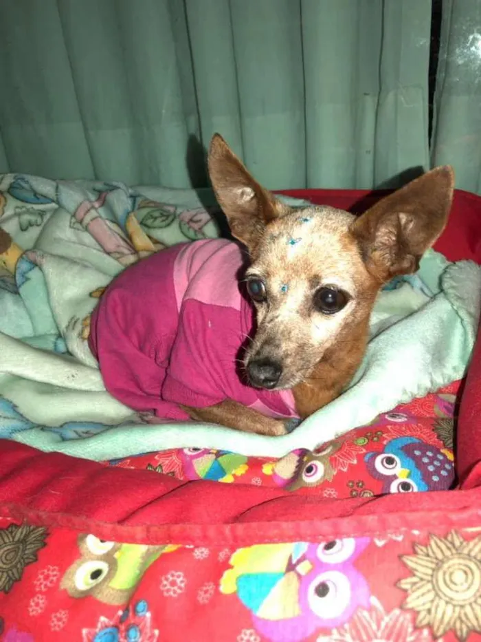 Cachorro ra a Pinscher idade 6 ou mais anos nome Sofia