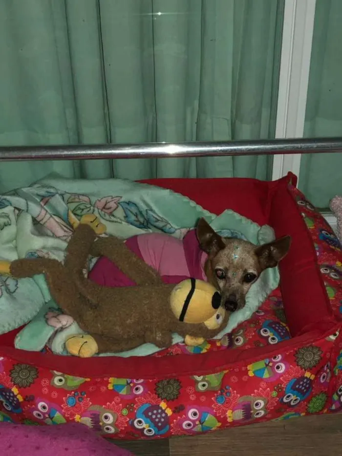 Cachorro ra a Pinscher idade 6 ou mais anos nome Sofia