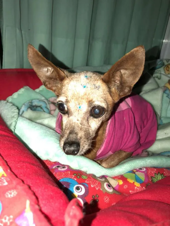 Cachorro ra a Pinscher idade 6 ou mais anos nome Sofia
