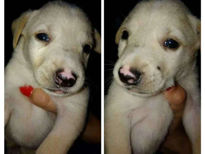 Cachorro ra a  capa preta e vira-lata idade Abaixo de 2 meses nome Ariel