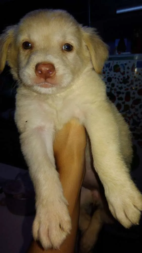Cachorro ra a Capa preta e vira-lata idade Abaixo de 2 meses nome Úrsula