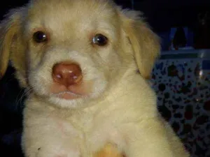 Cachorro raça Capa preta e vira-lata idade Abaixo de 2 meses nome Úrsula