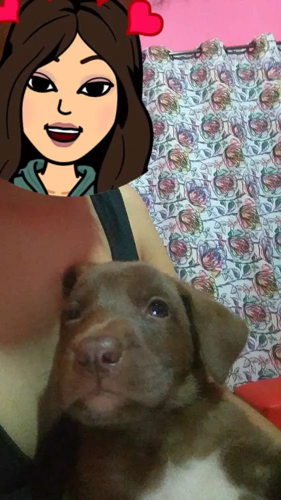 Cachorro ra a Capa preta e vira-lata idade Abaixo de 2 meses nome Cacau