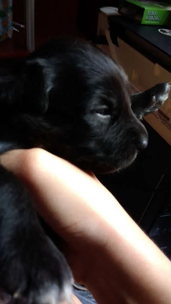 Cachorro ra a Capa preta e vira-lata idade Abaixo de 2 meses nome Thiago